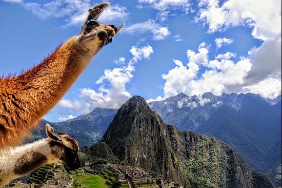 machu llama cel