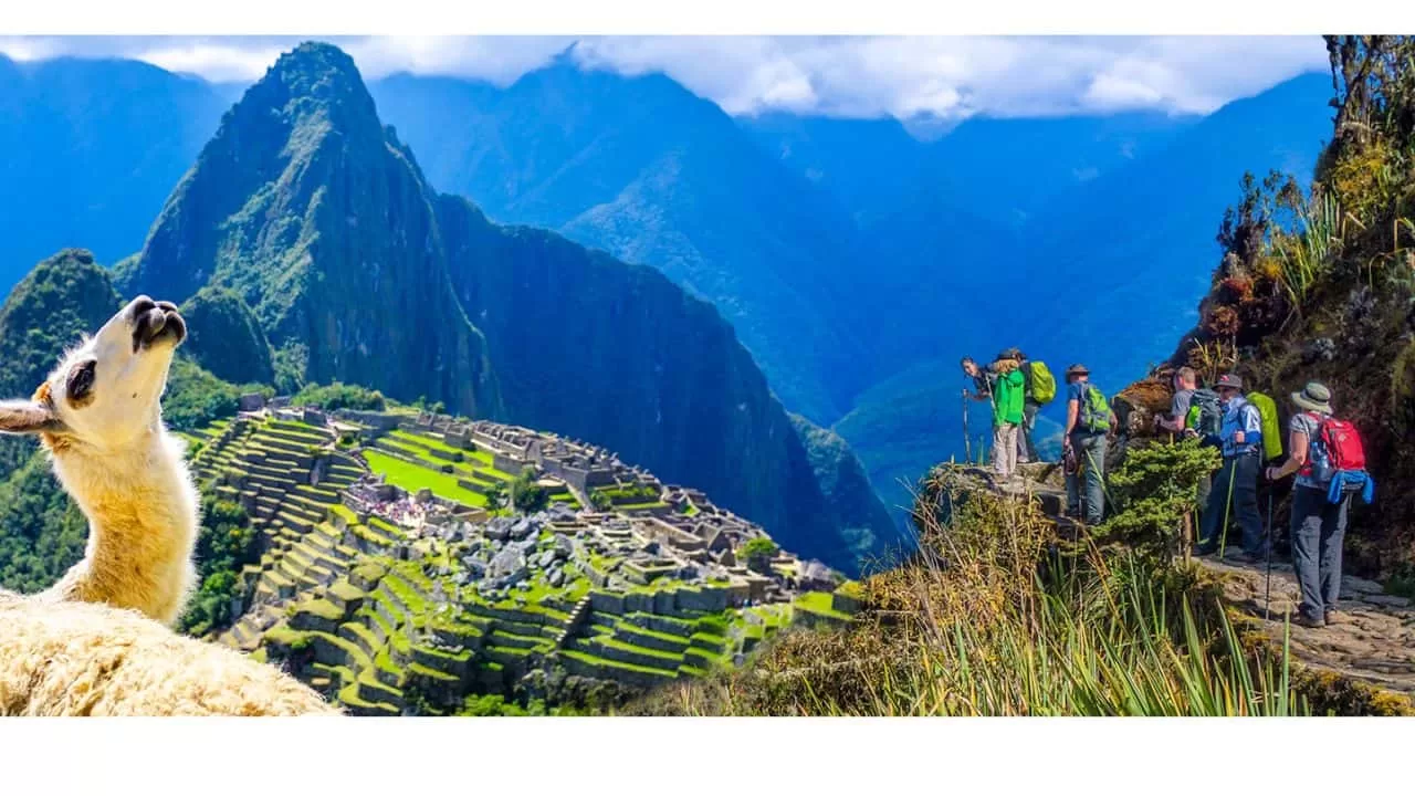 machupicchu llama principal
